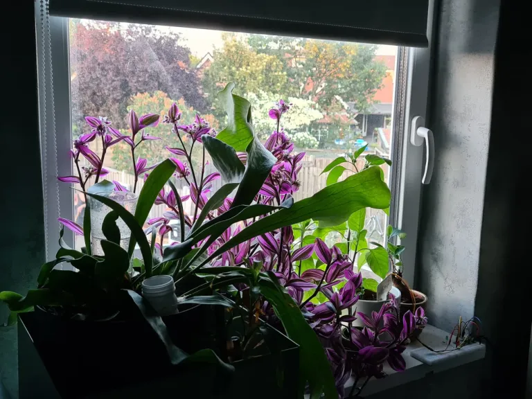 Plants